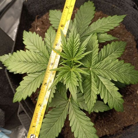 Northern Light Automatic growlog timeline photo