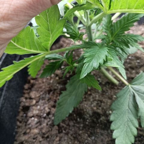 Northern Light Automatic growlog timeline photo