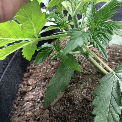 Northern Light Automatic growlog timeline photo