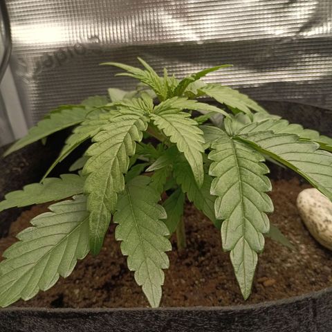 Apple Fritter Autoflower growlog timeline photo