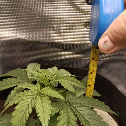 Apple Fritter Autoflower growlog timeline photo