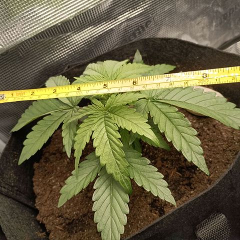 Apple Fritter Autoflower growlog timeline photo