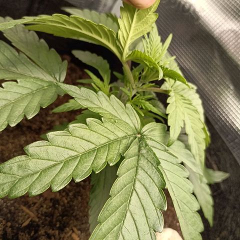Apple Fritter Autoflower growlog timeline photo