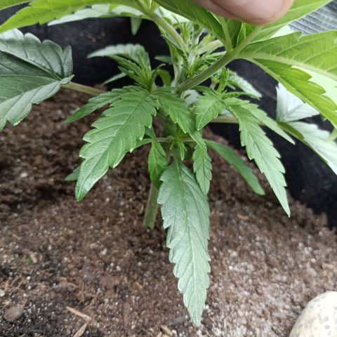 Apple Fritter Autoflower growlog timeline photo