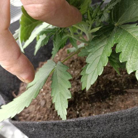 Northern Light Automatic growlog timeline photo
