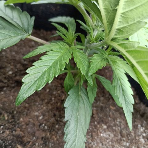 Apple Fritter Autoflower growlog timeline photo