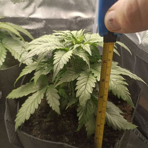Northern Light Automatic growlog timeline photo