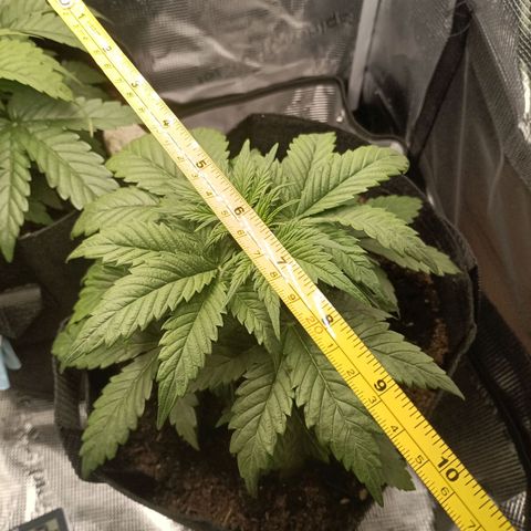 Northern Light Automatic growlog timeline photo