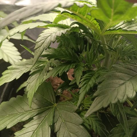 Northern Light Automatic growlog timeline photo