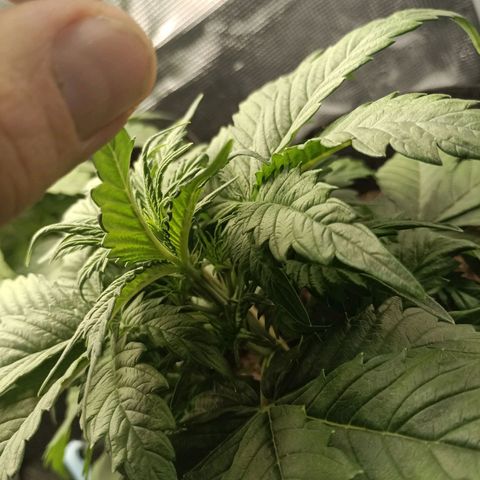Northern Light Automatic growlog timeline photo