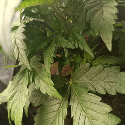 Northern Light Automatic growlog timeline photo