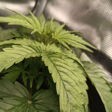 Apple Fritter Autoflower growlog timeline photo