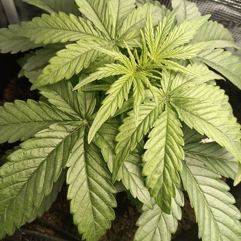 Apple Fritter Autoflower growlog timeline photo