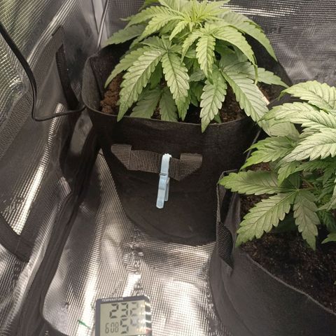 Apple Fritter Autoflower growlog timeline photo