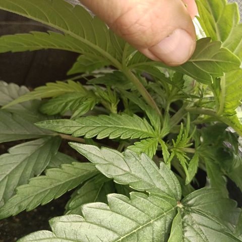 Apple Fritter Autoflower growlog timeline photo