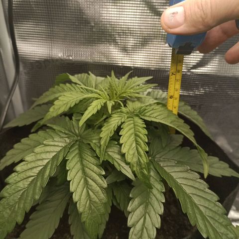Apple Fritter Autoflower growlog timeline photo