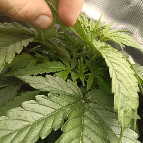 Apple Fritter Autoflower growlog timeline photo