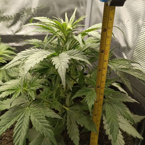 Northern Light Automatic growlog timeline photo