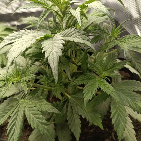 Northern Light Automatic growlog timeline photo