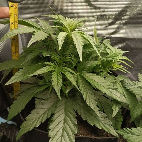Apple Fritter Autoflower growlog timeline photo