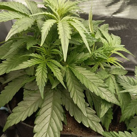 Apple Fritter Autoflower growlog timeline photo