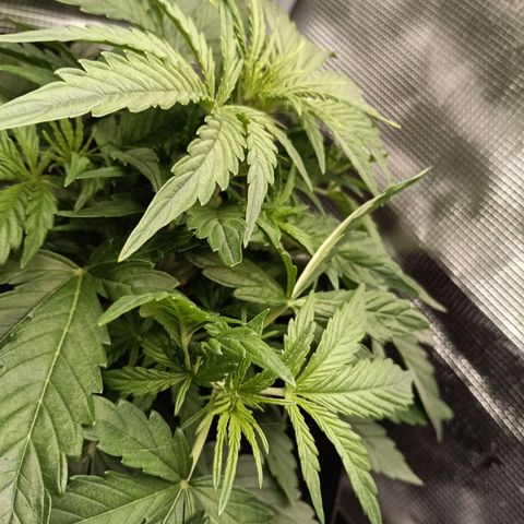 Apple Fritter Autoflower growlog timeline photo