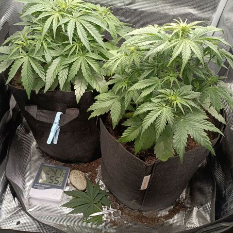 Northern Light Automatic growlog timeline photo