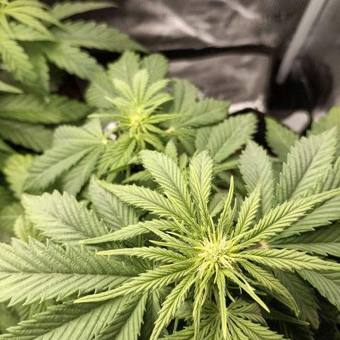 Northern Light Automatic growlog timeline photo
