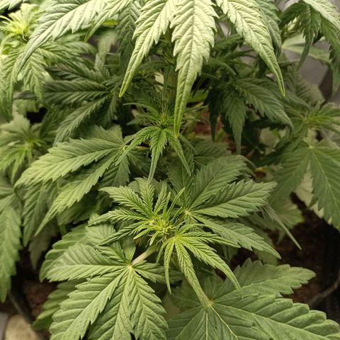 Northern Light Automatic growlog timeline photo