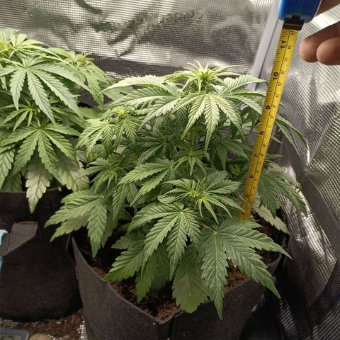 Northern Light Automatic growlog timeline photo