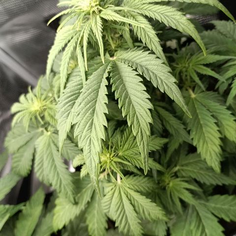 Northern Light Automatic growlog timeline photo