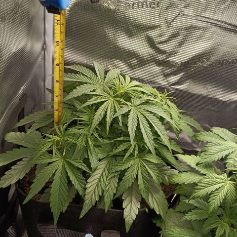 Apple Fritter Autoflower growlog timeline photo