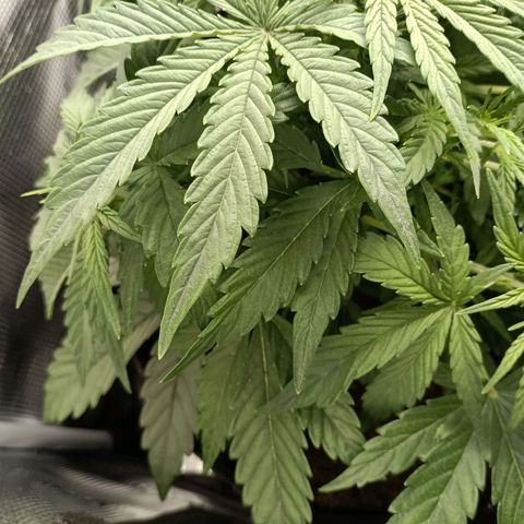 Apple Fritter Autoflower growlog timeline photo