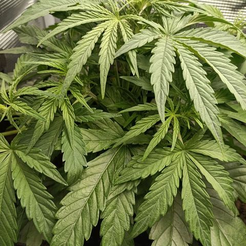 Apple Fritter Autoflower growlog timeline photo