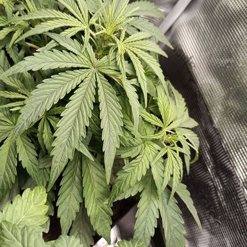 Apple Fritter Autoflower growlog timeline photo