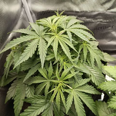 Apple Fritter Autoflower growlog timeline photo