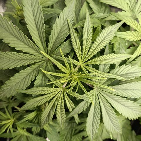Apple Fritter Autoflower growlog timeline photo