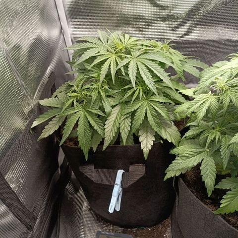 Apple Fritter Autoflower growlog timeline photo