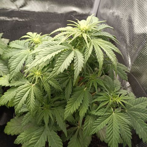Northern Light Automatic growlog timeline photo