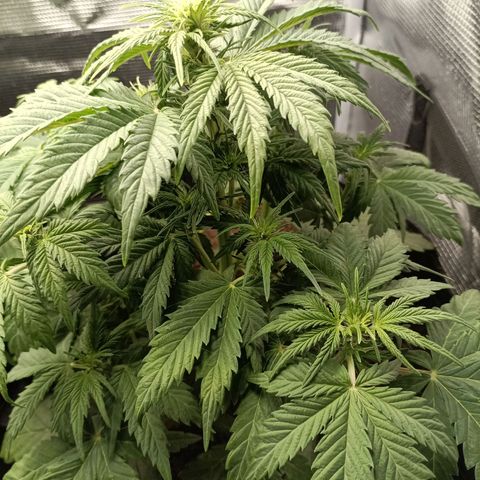 Northern Light Automatic growlog timeline photo