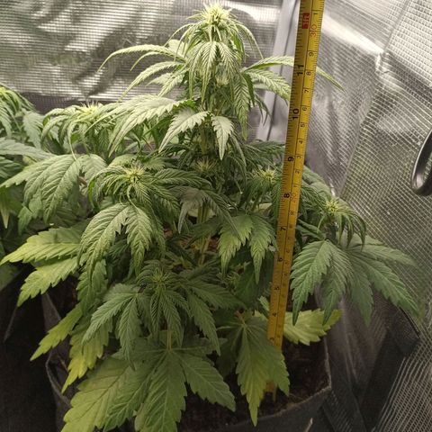 Northern Light Automatic growlog timeline photo