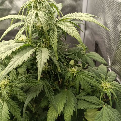 Northern Light Automatic growlog timeline photo