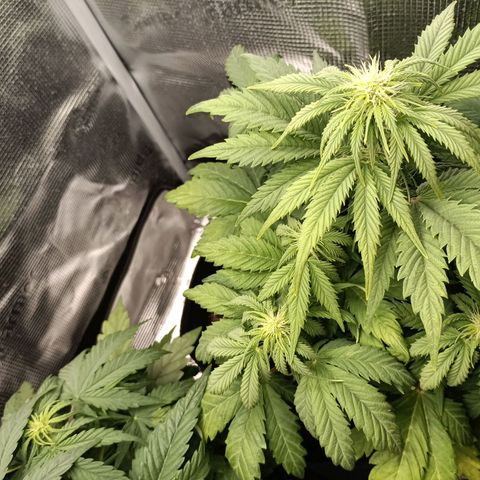 Northern Light Automatic growlog timeline photo