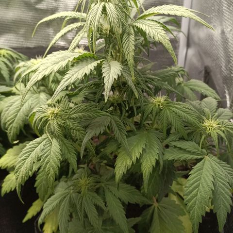Northern Light Automatic growlog timeline photo