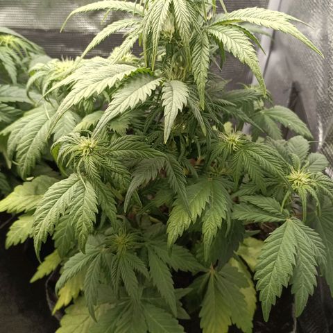 Northern Light Automatic growlog timeline photo