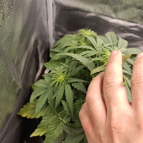 Apple Fritter Autoflower growlog timeline photo