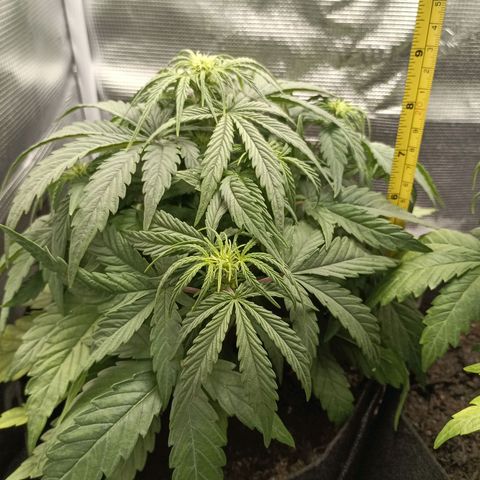 Apple Fritter Autoflower growlog timeline photo