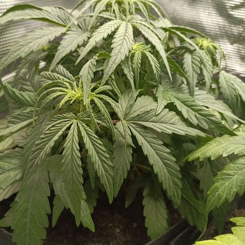 Apple Fritter Autoflower growlog timeline photo