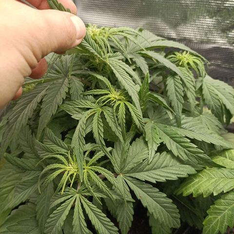 Apple Fritter Autoflower growlog timeline photo