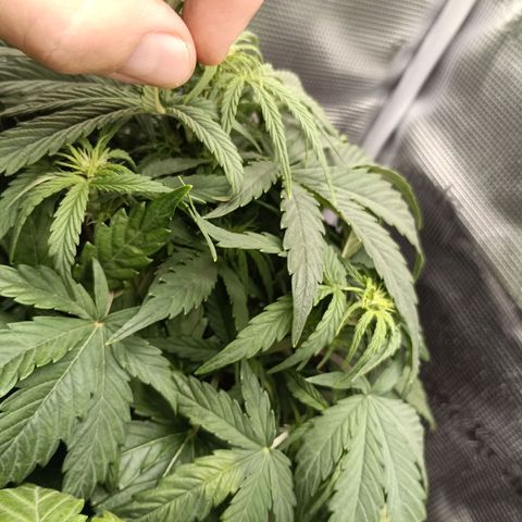 Apple Fritter Autoflower growlog timeline photo